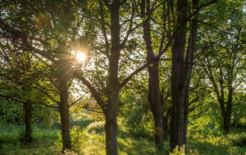 Green places, living in Keston Park.