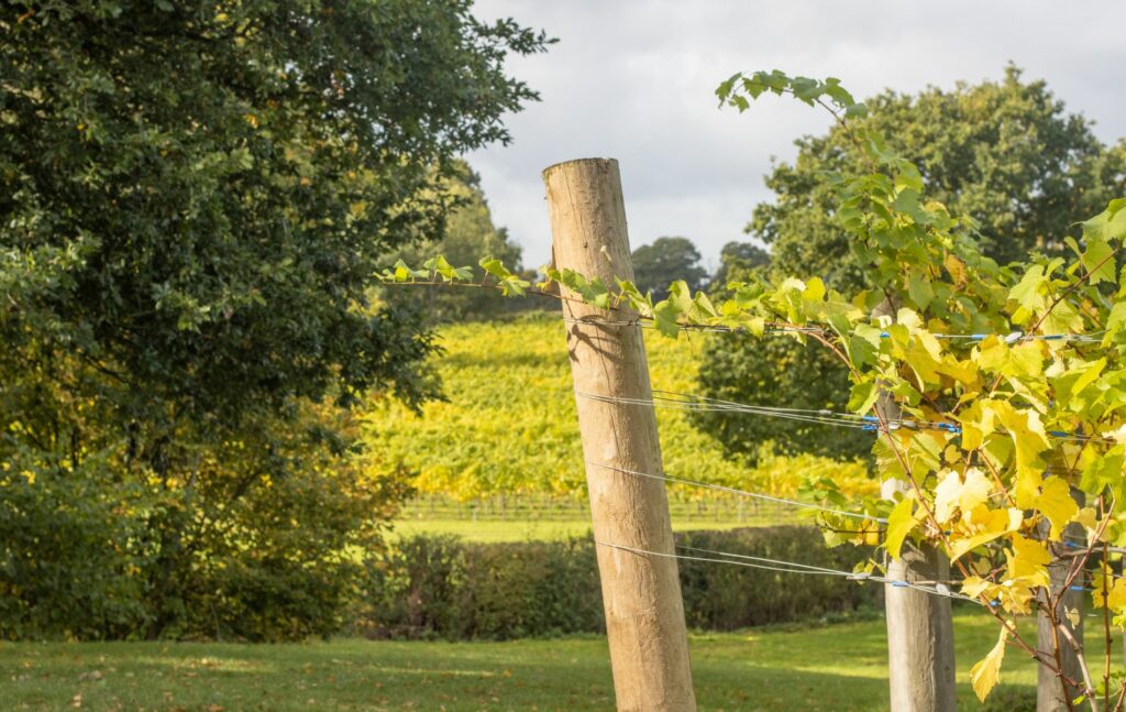 The Kent Wine Country